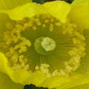 Welsh poppy