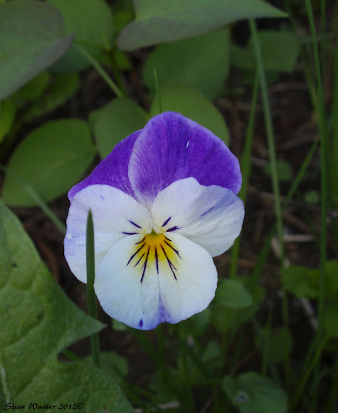 Spotting Image 1