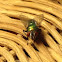 Mosca verde