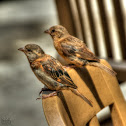 House Finch