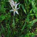 Wild Hyacinth