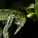 Leafhopper