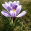 Crocus