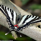 Zebra Swallowtail butterfly
