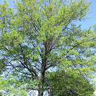 Red oak