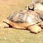 Aldabra Giant Tortoise