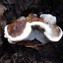 unknown polypore