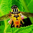 Common Swamp Hoverfly