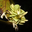 Velcro Plant(maranta)