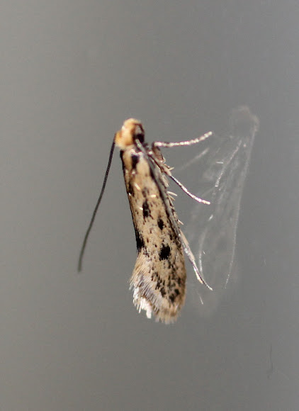 Spotting Image 1