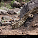 Northern Blacktailed Rattlesnake