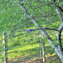 Blue Jay