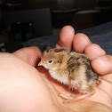 baby quail