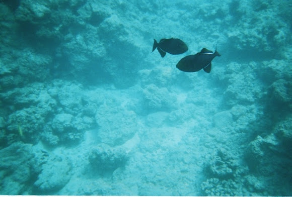Spotting Image 1