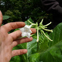 Flowering Tobacco or Woodland Tobacco