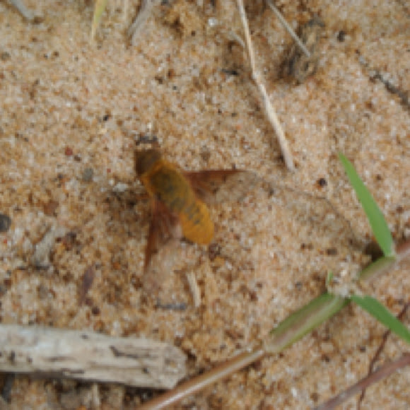 Spotting Image 1