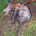 Virginia Opossum