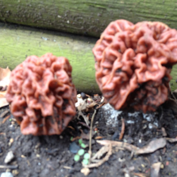 calf brain Project Noah