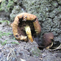 Sulphur tuft