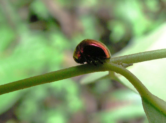 Spotting Image 1
