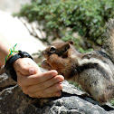 Squirrel