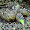 ugly milk cap