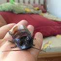 Madagascar Hissing Cockroach