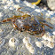 Crab