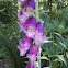 Foxglove