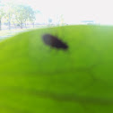 Unknown spotting