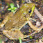 Green Frog