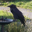 Common Raven
