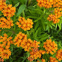 Butterfly (Milk)weed