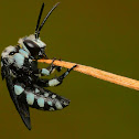 Neon Cuckoo Bee