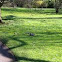 Grey Squirrel