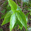 Arrowhead Vine