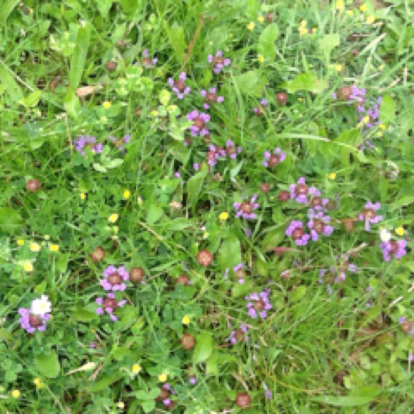 Spotting Image 1