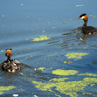 Great Crested Grebe