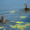 Great Crested Grebe