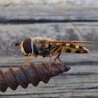 American hoverfly