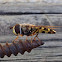 American hoverfly