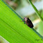 Spittlebug