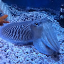 Cuttlefish
