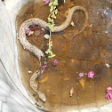 Russell's Viper