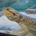 Lawson's Bearded Dragon
