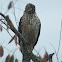 Cooper's Hawk
