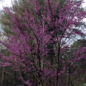 Redbud tree