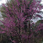 Redbud tree
