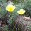 Alaska Poppy