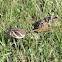 Diamondback rattle snake